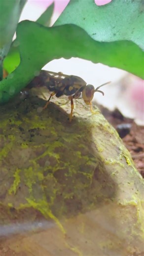 It's the only one hiding underneath, grooming itself