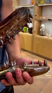 You can do anything you put your mind to. Making a glass alligator in Spain 🇪🇸 | Garmezy Glass