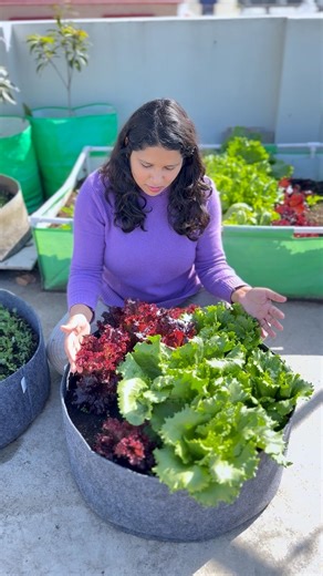 How to grow lettuce at home #lettuce #gardening #organic