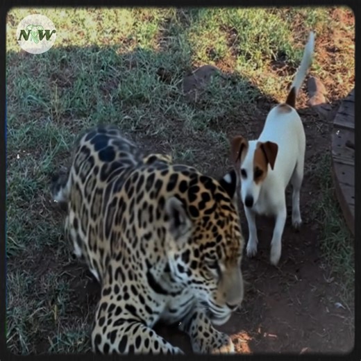 66K views · 2K reactions | Jack Russell Forms Unlikely Bond with Jaguar—[Full story in 헰헼헺헺헲헻혁]#fblifestyle | Adorable Things | Facebook