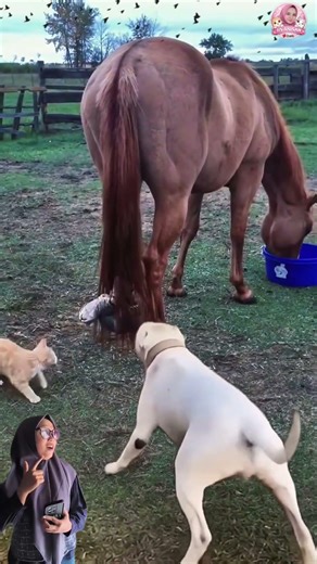 Anjing Putih Cuma Bisa Nonton... Kucingnya Gak Ada Takutnya😆🤣