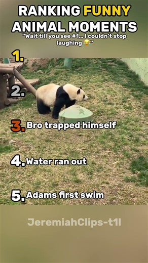 Ranking the funniest animal moments… #1 had me crying 😭🐶#animals #funny #ranking #shorts