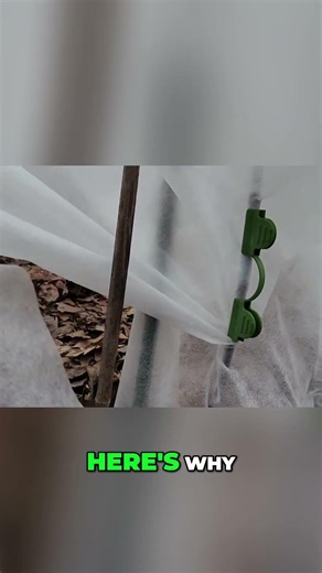 Frost Protection: Why I'm Keeping My Plants Covered ALL SEASON!