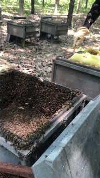 How Beekeepers Collect Pure Honey 🍯 Step by Step