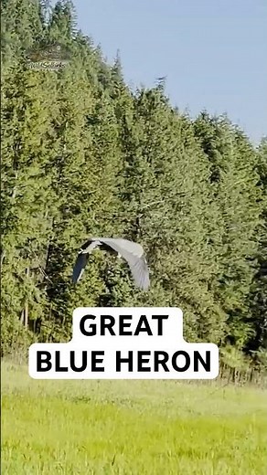 This Bird Has a 6-Foot+ Wingspan. Watch It Take Off.
