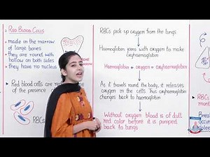 Class 7 - Science - Chapter 11 - Lecture 20 Plasma and Red blood cells - Allied Schools
