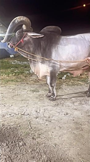 RANJEET | Biggest & Most Beautiful Kankrej from Pathan Cattle Farm|