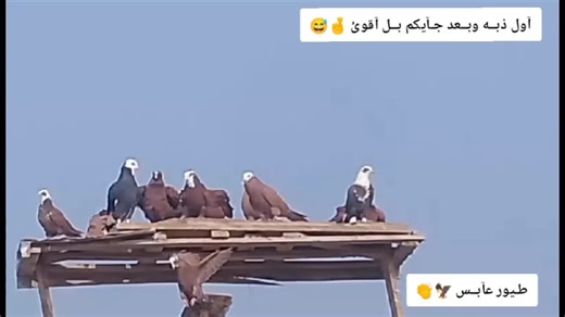 فكات أرفل وحمر الديوانية: ضحك وفيديوهات ممتعة