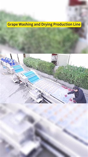 Industrial Grape Fruits Bubble Washing And Drying Machine/ Grape washing machine Grape Bubble Cleaning and Drying Equipment