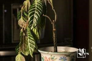 Caladium Leaves Drooping? Expert Gardening Tips for a Healthy Plant - Evergreen Seeds