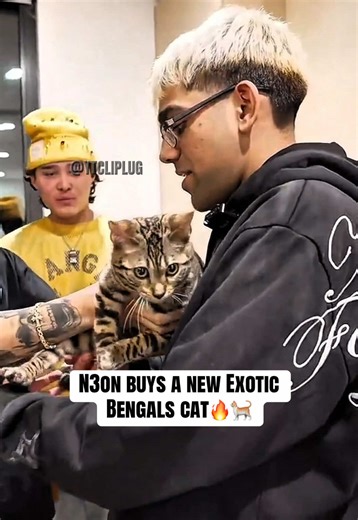 Exploring the Exotic Bengal Cat Breed