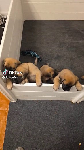 Meet the Adorable 5-Week-Old English Mastiff Puppies