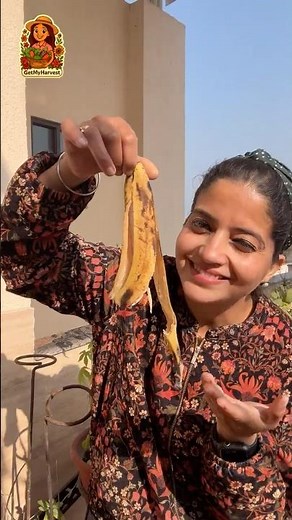 SECRET FREE Fertilizer for BUMPER Tomatoes🍅! 🍌Banana Peel in Soil Hack!