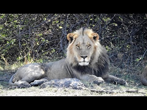 Etosha und Caprivi - Namibias magische Tierwelten - Doku in 4K
