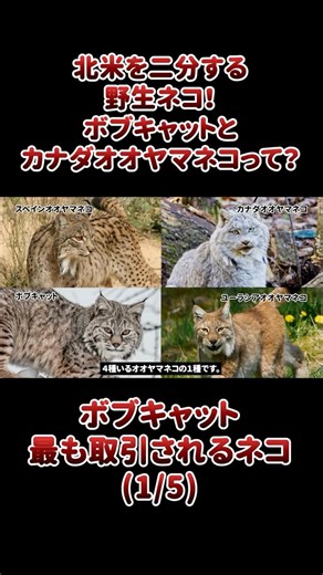 The wild cats that divide North America! What are the bobcat and the Canada lynx?