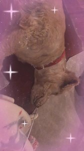 Claire Lambert (@clairelambert639)’s videos with Never Had A Dream Come True - S Club