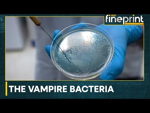 Scientists discover 'Vampire bacteria' | Latest News | WION Fineprint