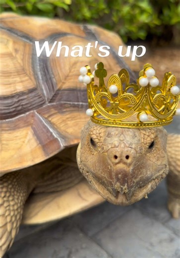 Understanding Sulcata Tortoises: Care and Behavior