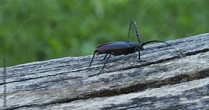 Cerambyx cerdo, the great capricorn beetle, on an oak tree bark
