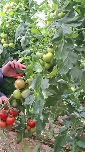 Secrets to Growing Perfect Tomatoes in a Greenhouse