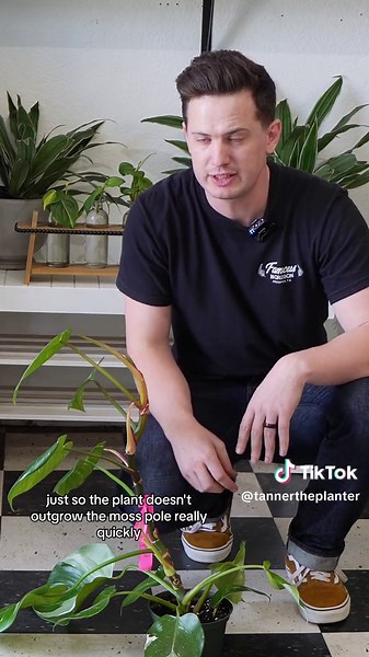 How to Stake Your Climbing Plants Efficiently with PVC and Coco-Fiber