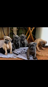 Have you ever wondered what your dog’s ears are doing ?? Recently studies found head tilting is most likely a dogs way of trying to understand the noise they are hearing . By turning their heads it’s believed it allows the sound to reach the part of the brain linked to memory processing . All sounds and associations to the sounds will form memories in the brain . New sounds will be stored with an associated memory which is either positive,neutral or negative . By exposing pups from a few weeks o