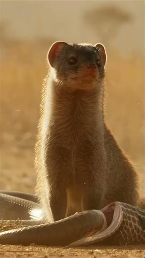 Cobra vs. Mongoose: The Ultimate Showdown