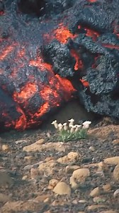 🔥🌸 Fire meets flowers — lava blazing beside delicate white flowers. Nature’s ultimate contrast, beauty standing on the edge of destruction. Would you stop to capture this moment? 🌋 #LavaFlow #VolcanoPower #fblifestyle #NatureContrast #Geology #Volcanology #EarthScience #GeologyPage | Geology Page