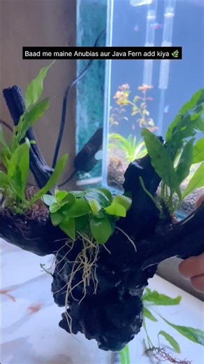Simple wood se banaya clean aquascape 🌿🔥Anubias + Java Fern combo 😍Kaisa laga?” #shorts #youtube