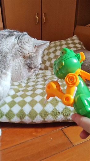 teasing the cat or teasing me？...#cats #fyp | Sadikal