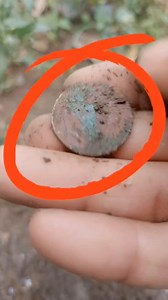 Found an old coin in the yard. #oldcoins | GO finder