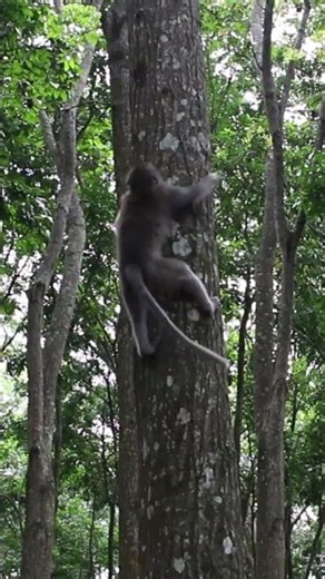 Long tailed Macaque Climbing (Macaca fascicularis) #monkeys #monkeyvideo #bali #wildlife