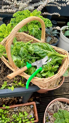 Why is it important to eat seasonal? 💚 Seasonal veggies actually carry the right nutrients your body needs in this particular time. No need for veggies or fruits loaded with water (tomatoes, courgettes or cucumbers) in winter or Spring! I’m super proud to bring this content in collaboration with @opinelofficiel 💚 Opinel is a brand I grew up with, representing cultural French heritage, Nature & Art de Vivre. I’m so happy to garden with their wonderful qualitative tools! 💚 How to grow these sea