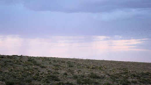Carlsbad Caverns Bat Flight