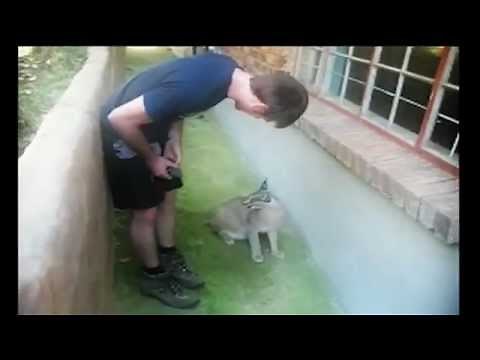 Angry Caracal attacks.