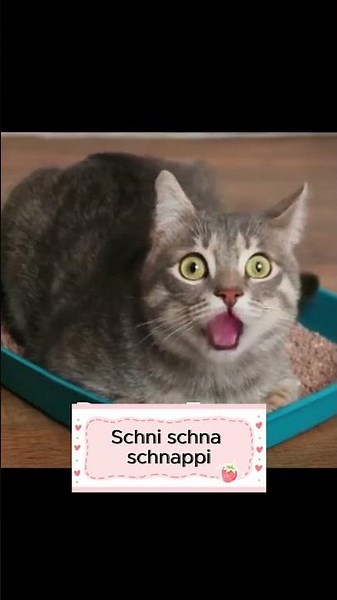 schnappi #schnäppchen #schnapper #schnappvsp #schnappi #popularsong #cat #singingcats