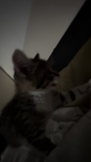 Katzenbabys singen lustige Lieder | Niedliche Katzen