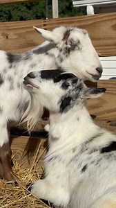 Jax and Opie were the first two goats ‘of anarchy”. For the last few years, they have been living with a small herd of 16 of the original goats - the “OG herd”. This small herd is very special, and Lyla’s recent passing jolted me, forcing me to admit that my babies are in their elder years. Due to age and arthritis, some of the OGs are struggling with their mobility on our hilly pastures. Watching them age is bittersweet. I’m sad to see them slowing down, but so thankful they’ve enjoyed many yea
