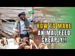3 AFFORDABLE WAYS TO FEED YOUR GOATS IN A SIMPLE FARM SETUP| Farming In Africa