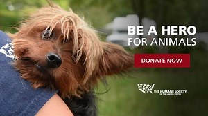 Animals suffering from life-threatening cruelty need your help. Please donate to help rescue and protect more animals in desperate need. | Humane World for Animals
