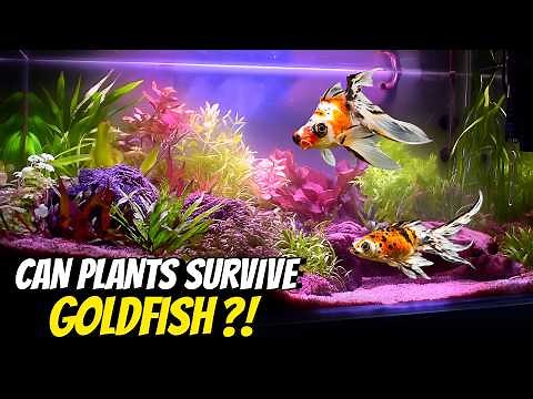 Can Plants Survive Goldfish? | 3ft Goldfish Tank Setup (DIY Budget Build)