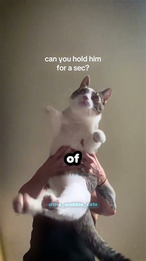 Her Wobbly Cat Does THIS When Lifted Up! 🐱