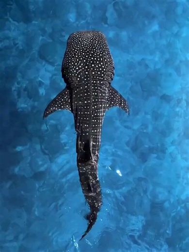 The pattern on a Whale Shark is more than just appearance. The unique arrangement of spots and stripes on each whale shark functions much like a fingerprint. No two individuals share exactly the same pattern, which allows researchers to identify and track them over time using photographic records and pattern-recognition software. This has become an important tool in marine conservation, helping scientists monitor migration, population dynamics, and habitat use without invasive tagging methods. I