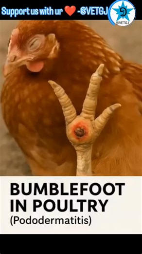 VETGJ on Instagram: "What Is Bumblefoot in Poultry? Bumblefoot, scientifically called pododermatitis, is a painful bacterial infection affecting the footpad of chickens and other birds. It begins as a small cut or pressure sore that becomes infected, often caused by Staphylococcus aureus. If not treated early, the infection can spread to deeper tissues, tendons, and even bones, causing lameness and long-term damage. vetgj #veterinario #veternary #vet #vetgj #vetmed vetmed veterinária veteranowne