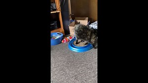 Tortie cat’s clever hide-and-seek game keeps playtime fun going