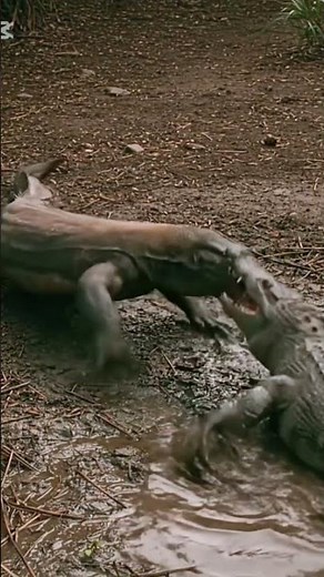 Crocodile vs Monitor Lizard
