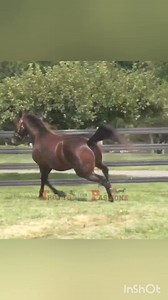 Muscle Hill 🇺🇲 Top Stallion 🔥 | Trotto che Passione