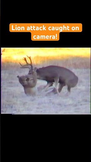Deer won't go down without a fight!