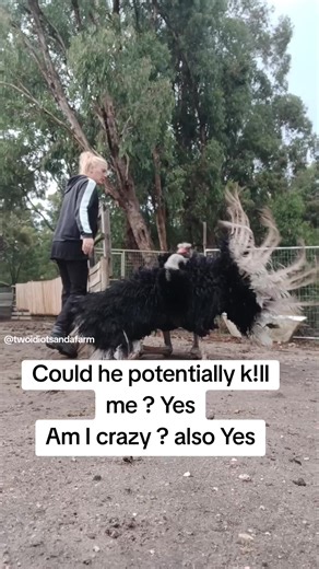 Understanding the Dangers of Male Ostriches During Breeding Season