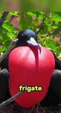 Incredible Animal Tricks You Haven't Seen